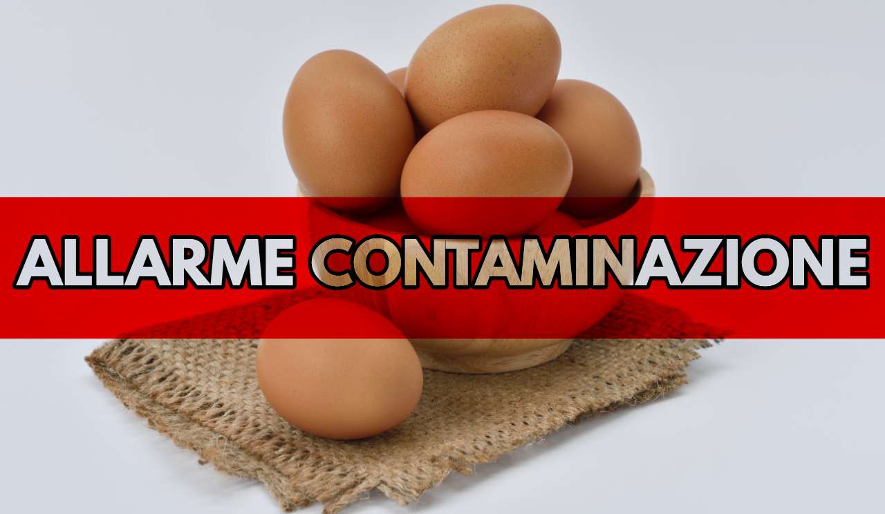 Contaminazione uova