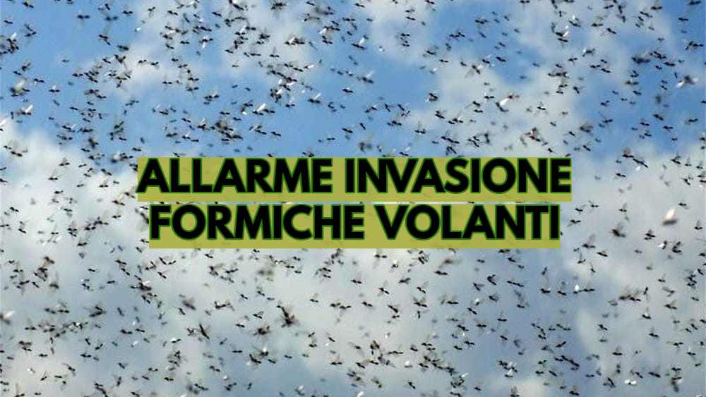 Formiche volanti