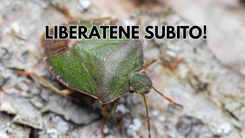 Allarme cimici in casa Usa questi tre ingredienti dal tuo camerino spariranno per sempre Allarme cimici in casa Usa questi tre ingredienti dal tuo camerino spariranno per sempre