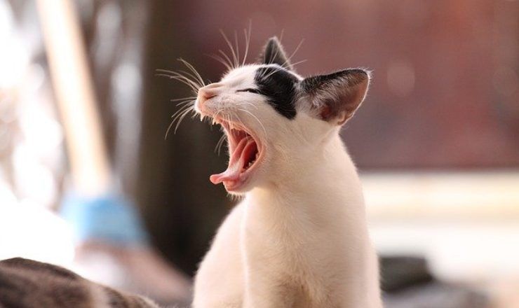 Gatti che urlano