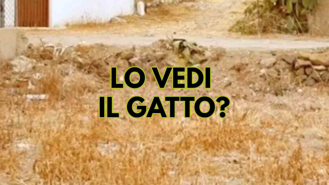 Rompicapo gatto nascosto