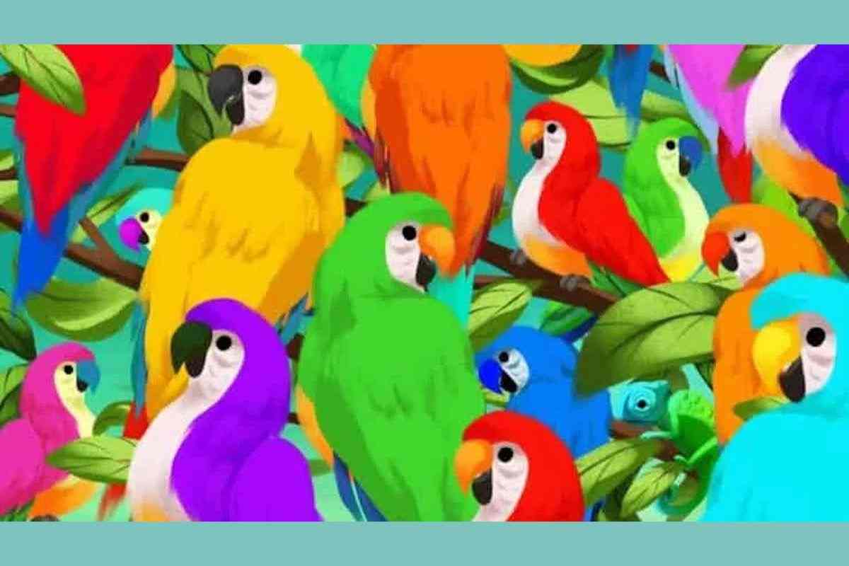 test visivo pappagalli intruso