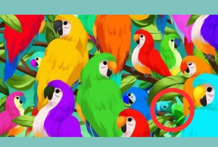 test visivo pappagalli soluzione