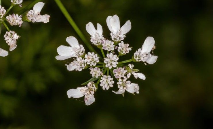 pancia gonfia coriandolo