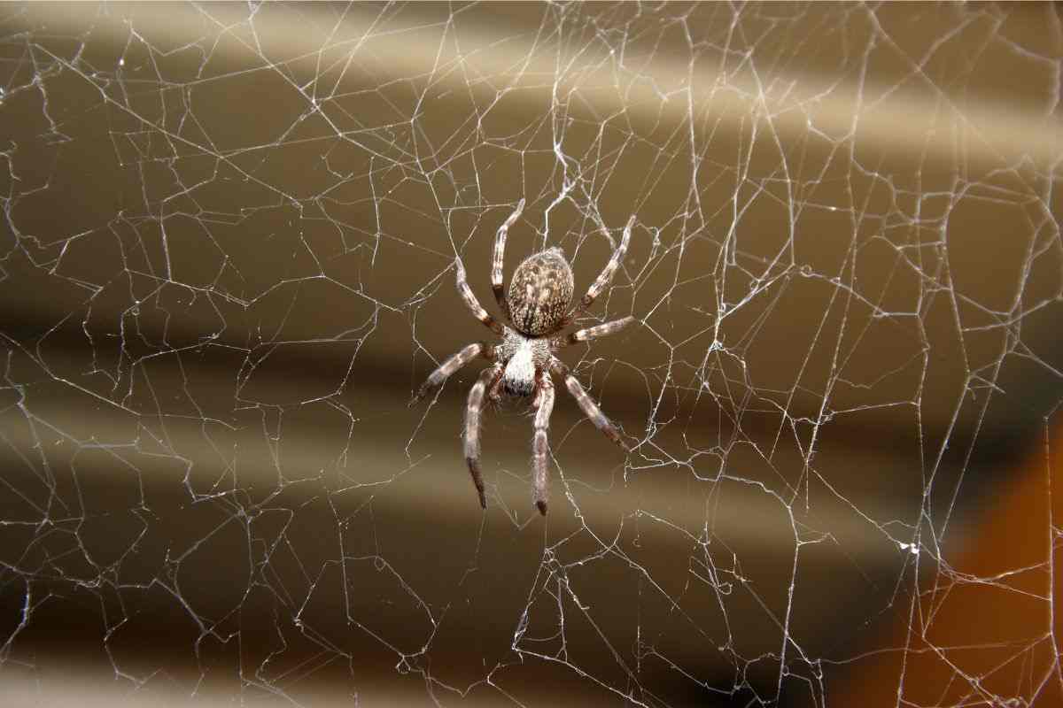 Un ragno aggressivo e di enormi dimensioni: ecco dove vive