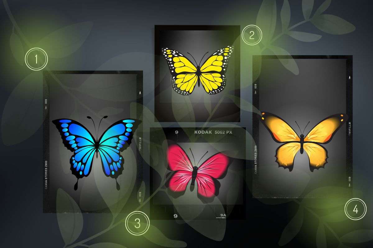 test visivo delle farfalle