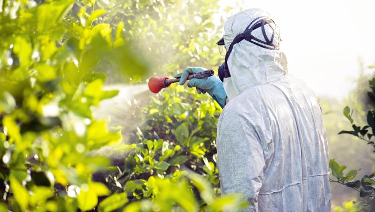 Pesticidi allarme per i lime