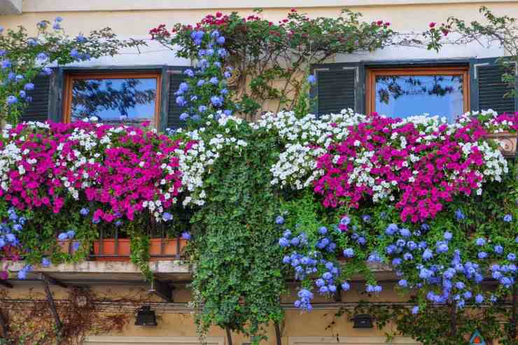 fiori balcone