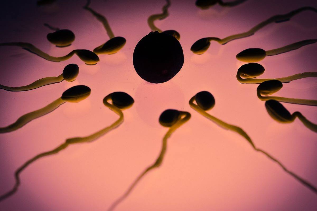 donatore sperma olandese 550 figli causa