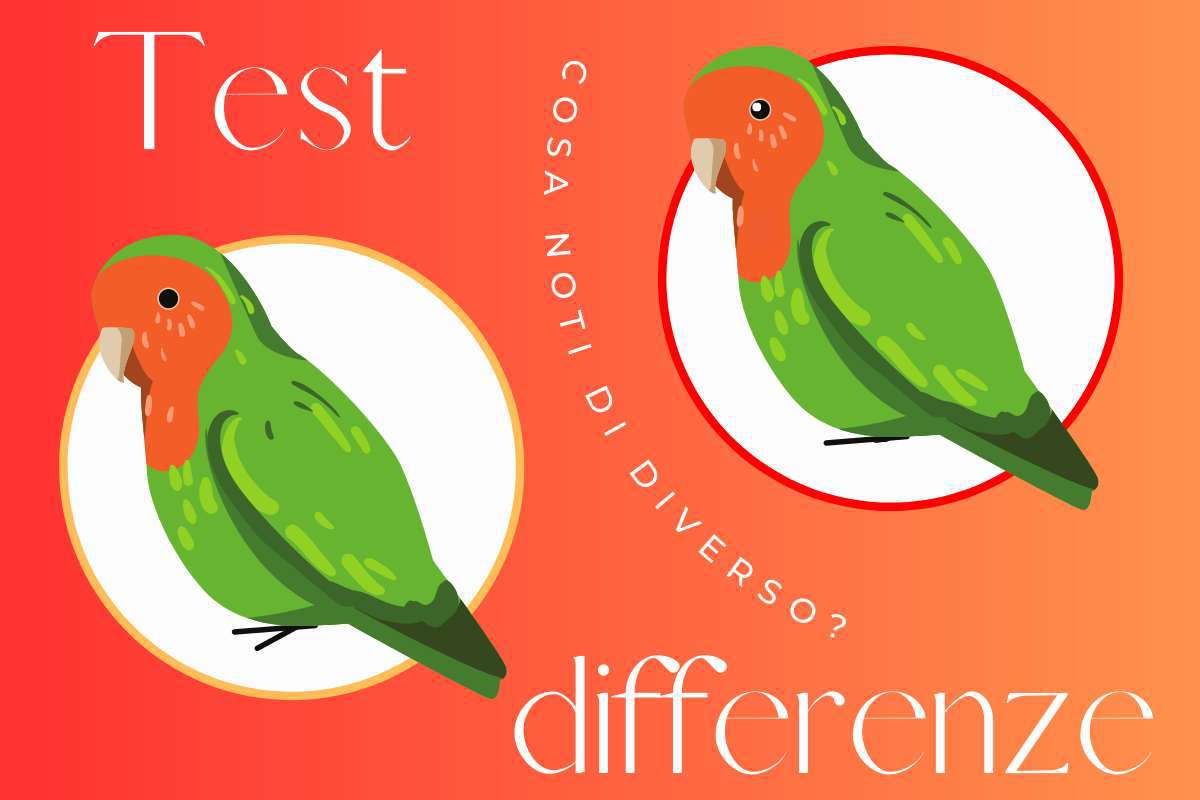 Test pappagallo differenze