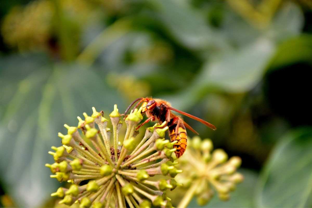 allontanare api e vespe