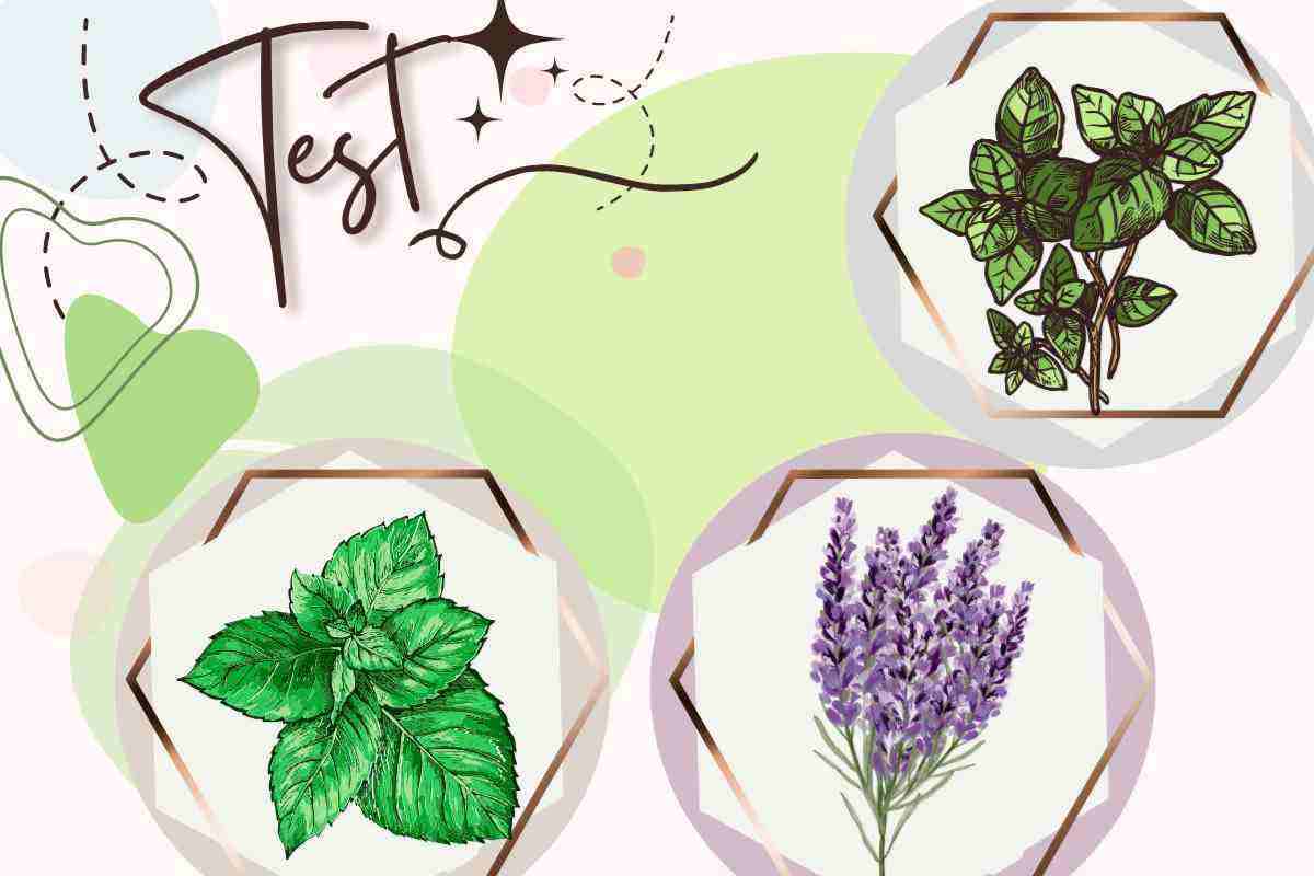 Test delle piante aromatiche 