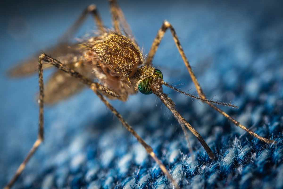 Zanzare: perché pungono certe persone più di altre
