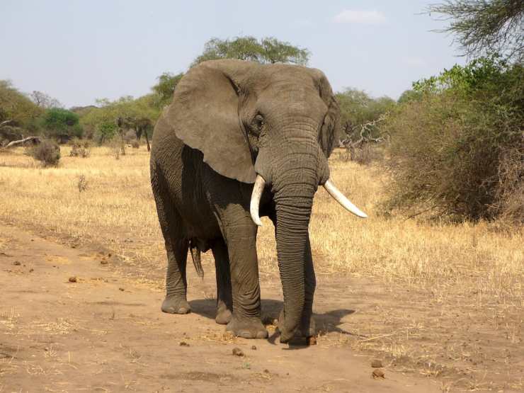 Avocado killer: gli elefanti muoiono per le coltivazioni