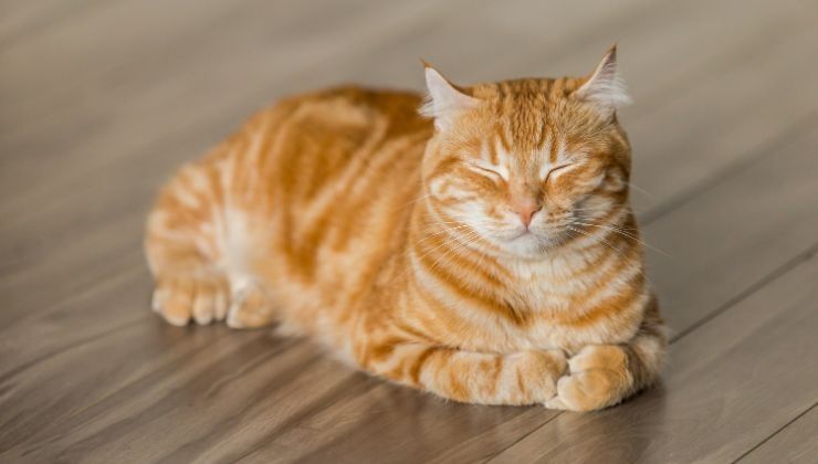 previeni l'obesità nel gatto con questi metodi