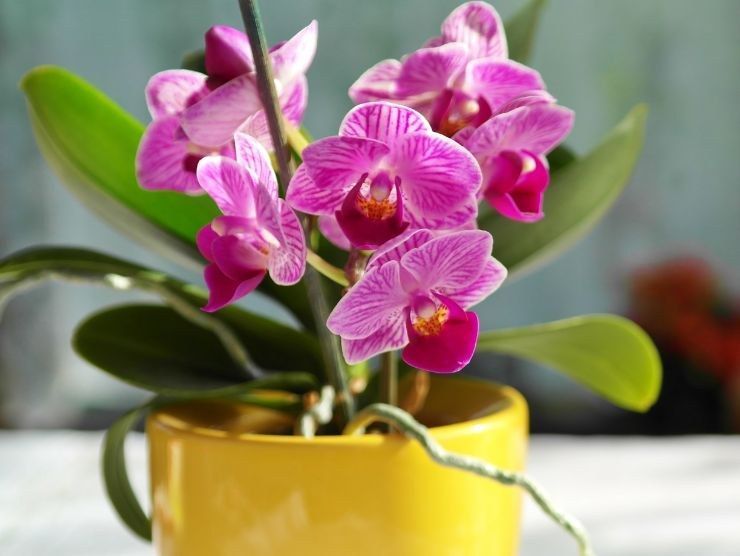 rimedi orchidee rigogliose
