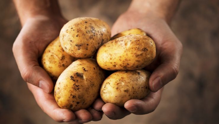 pasta, polpo e patate: la ricetta di GialloZafferano