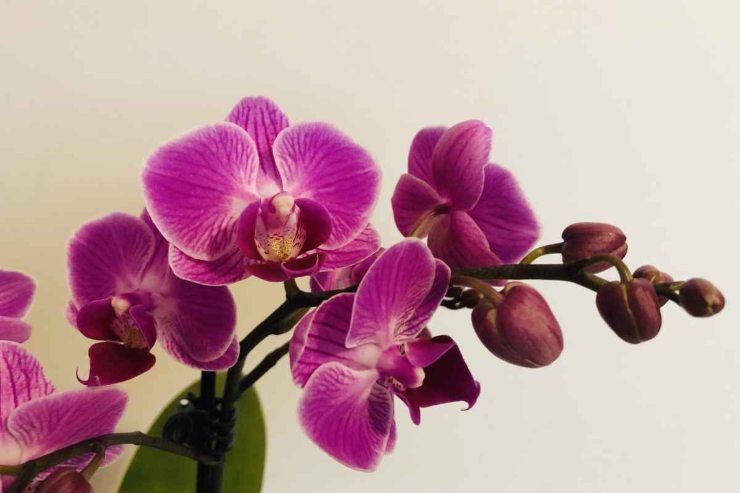 segreto per far crescere le orchidee