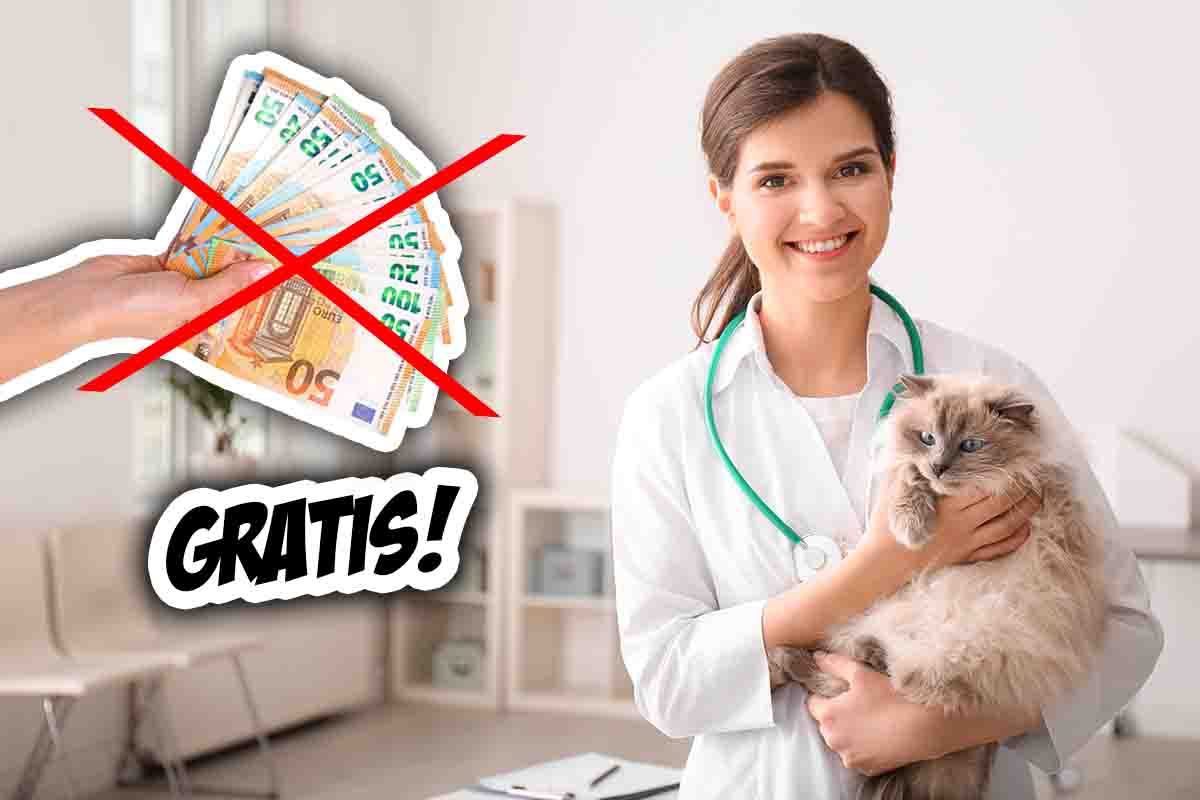 Arriva il veterinario gratis: la novità per risparmiare. Ecco dove