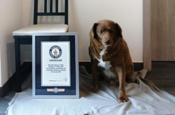 Bobi premiato dal Guinnes World Record