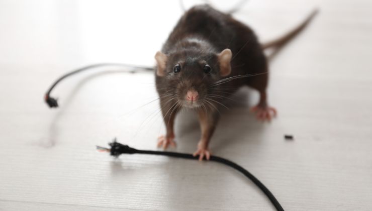 Metodi naturali per allontanare i topi da casa tua