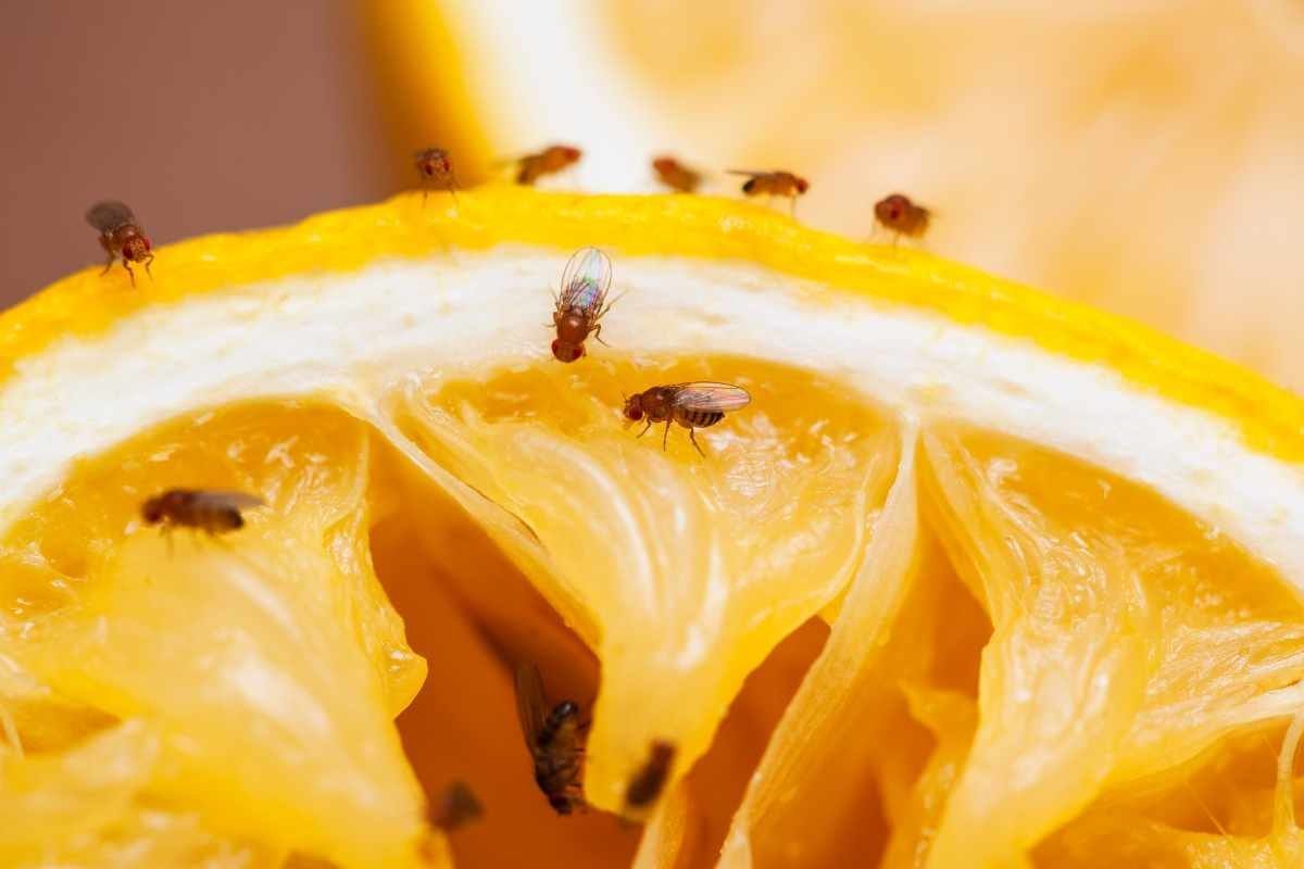 moscerini sulla frutta infestano la cucina e rovinano i cibi