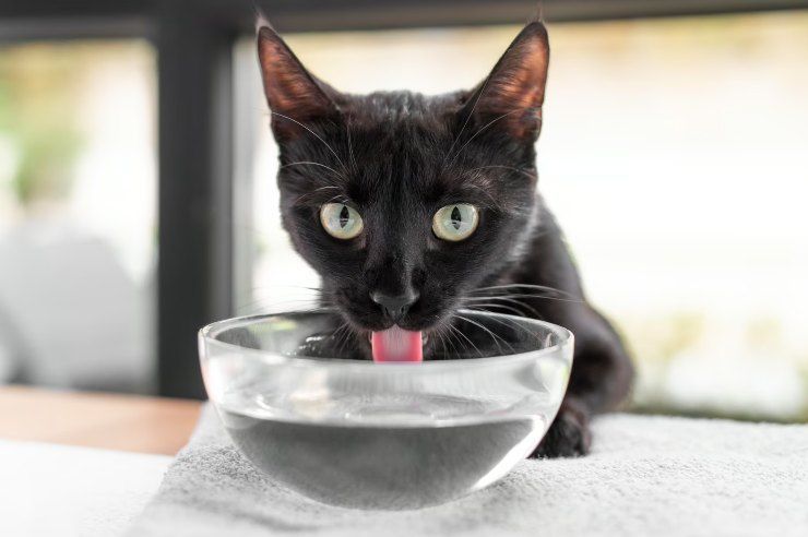 devi partire? Non lasciare mai il tuo gatto senza acqua