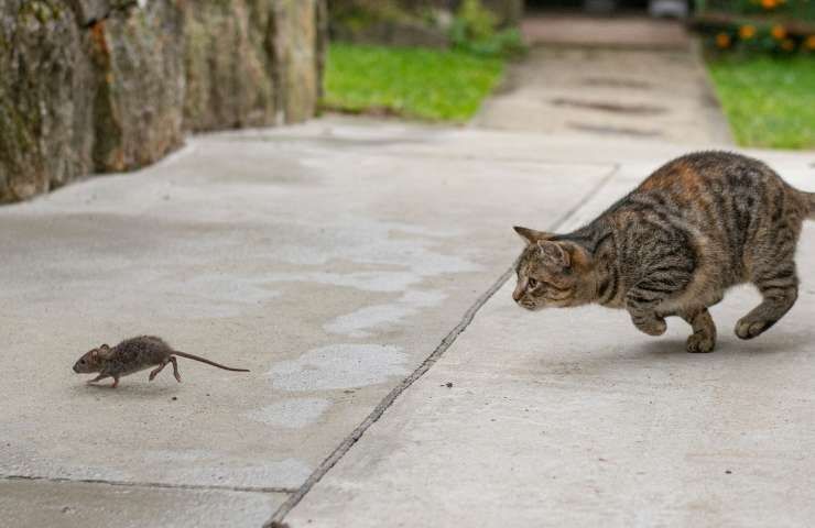 i gatti odiano i topi i motivi