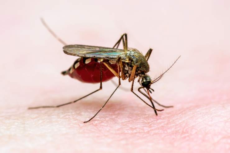 zanzara malaria torna in Italia