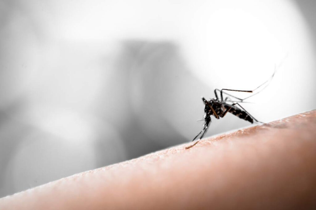 zanzara malaria Italia