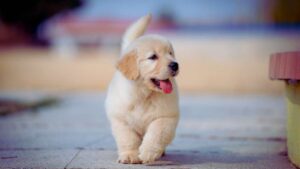 Monitoraggio costante: come i nuovi wearable tracciano la salute del cane in tempo reale